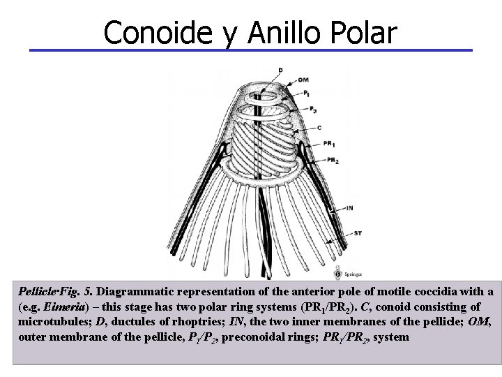 Conoide y Anillo Polar Pellicle·Fig. 5. Diagrammatic representation of the anterior pole of motile