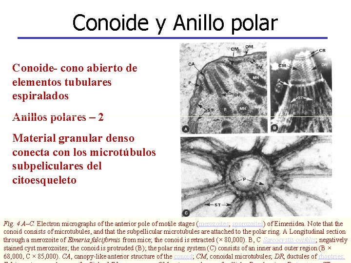 Conoide y Anillo polar Conoide- cono abierto de elementos tubulares espiralados Anillos polares –