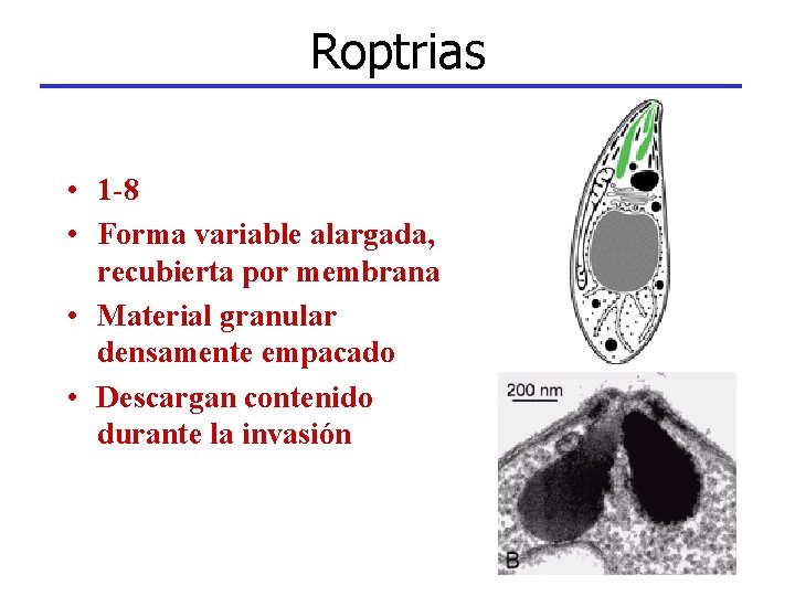 Roptrias • 1 -8 • Forma variable alargada, recubierta por membrana • Material granular