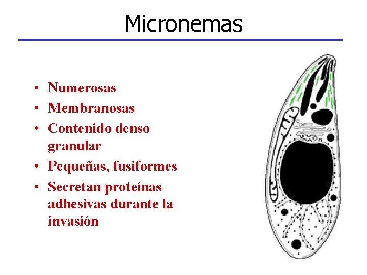 Micronemas • Numerosas • Membranosas • Contenido denso granular • Pequeñas, fusiformes • Secretan