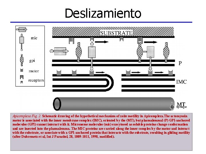 Deslizamiento Apicomplexa·Fig. 2. Schematic drawing of the hypothetical mechanism of zoite motility in Apicomplexa.