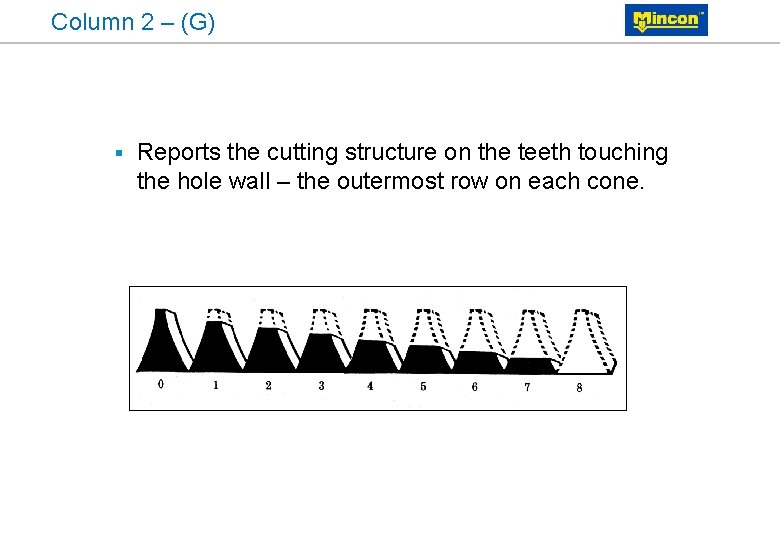 Column 2 – (G) § Reports the cutting structure on the teeth touching the