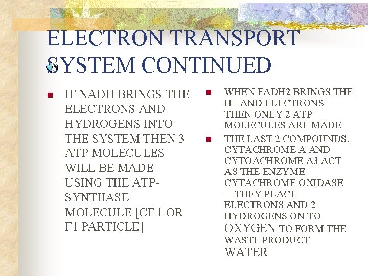 ELECTRON TRANSPORT SYSTEM CONTINUED n IF NADH BRINGS THE ELECTRONS AND HYDROGENS INTO THE