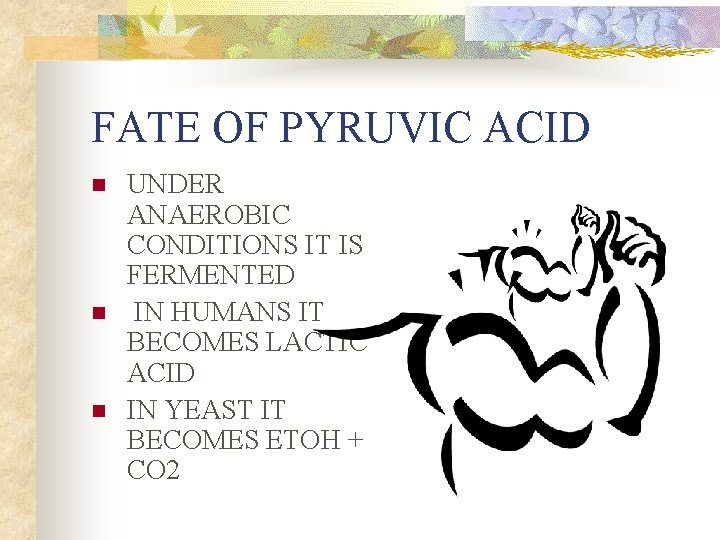FATE OF PYRUVIC ACID n n n UNDER ANAEROBIC CONDITIONS IT IS FERMENTED IN