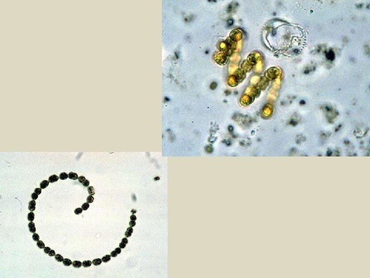 alga parazita