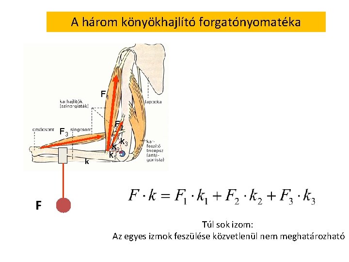 A három könyökhajlító forgatónyomatéka F 1 F 2 F 3 k k 2 k