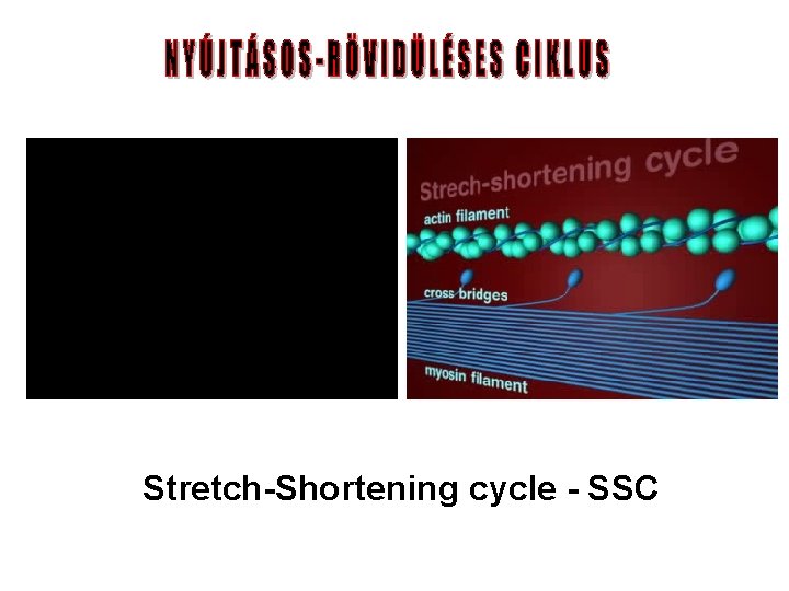 Stretch-Shortening cycle - SSC 