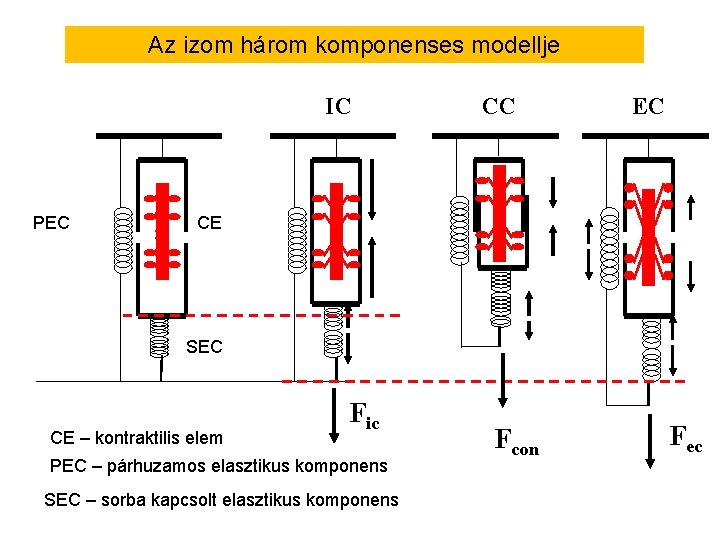 Az izom három komponenses modellje IC PEC CC EC CE SEC CE – kontraktilis
