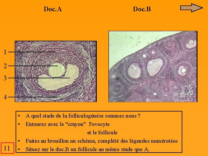 Doc. A Doc. B 1 2 3 4 11 • A quel stade de Doc. A Doc. B 1 2 3 4 11 • A quel stade de