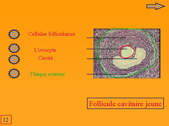  Cellules folliculaires L'ovocyte Cavité Thèque externe Follicule cavitaire jeune 12 