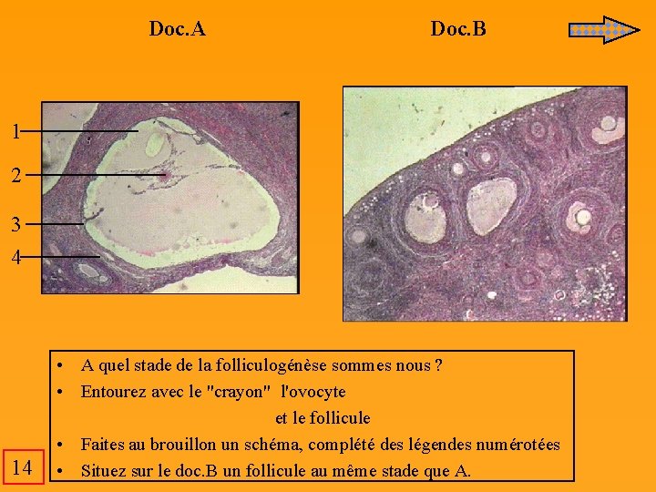 Doc. A Doc. B 1 2 3 4 14 • A quel stade de