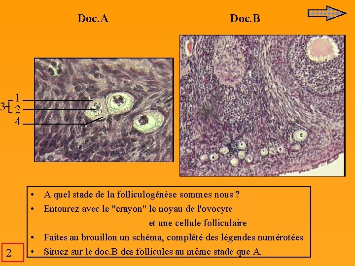 Doc. A Doc. B 1 3 2 4 2 • A quel stade de Doc. A Doc. B 1 3 2 4 2 • A quel stade de