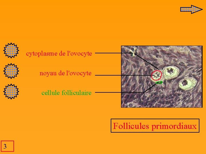  cytoplasme de l'ovocyte noyau de l'ovocyte cellule folliculaire Follicules primordiaux 3 