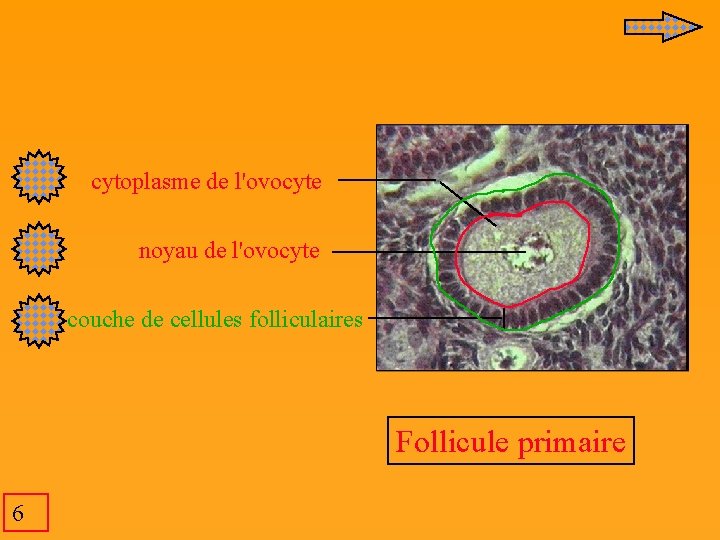  cytoplasme de l'ovocyte noyau de l'ovocyte couche de cellules folliculaires Follicule primaire 6
