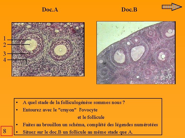 Doc. A Doc. B 1 2 3 4 8 • A quel stade de Doc. A Doc. B 1 2 3 4 8 • A quel stade de