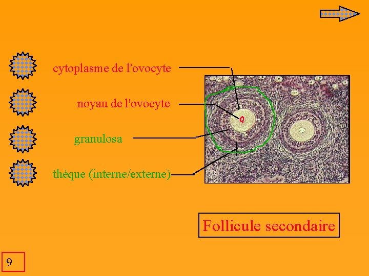  cytoplasme de l'ovocyte noyau de l'ovocyte granulosa thèque (interne/externe) Follicule secondaire 9 