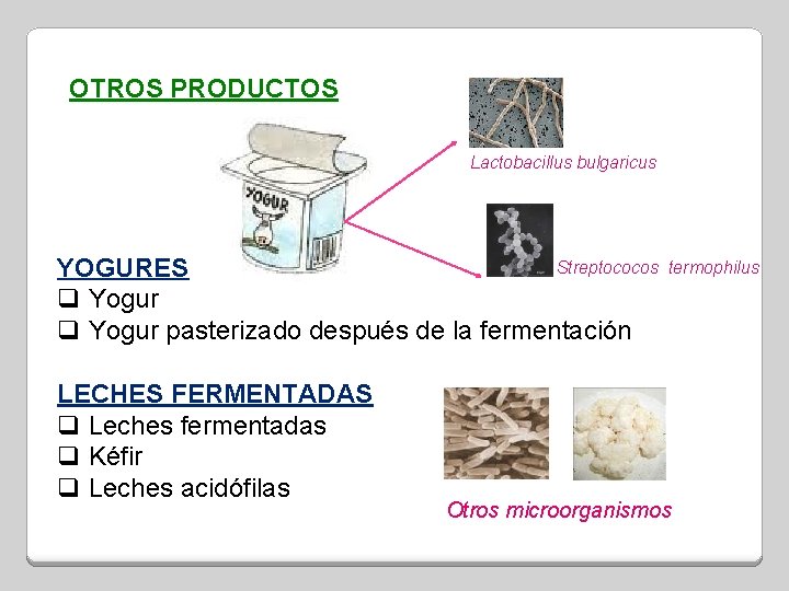 OTROS PRODUCTOS Lactobacillus bulgaricus Streptococos YOGURES q Yogur pasterizado después de la fermentación LECHES