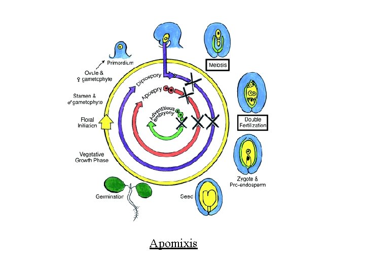 Apomixis 