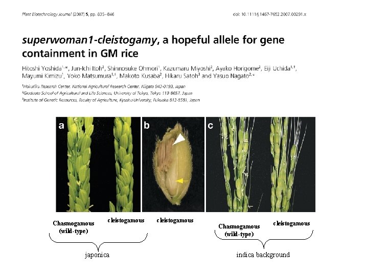 Chasmogamous (wild-type) cleistogamous japonica cleistogamous Chasmogamous (wild-type) cleistogamous indica background 