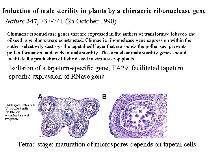 Induction of male sterility in plants by a chimaeric ribonuclease gene Nature 347, 737
