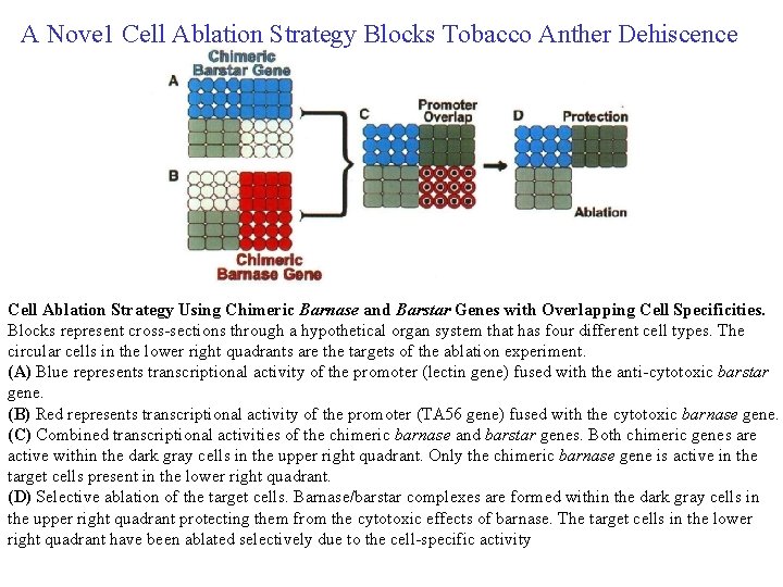 A Nove 1 Cell Ablation Strategy Blocks Tobacco Anther Dehiscence Cell Ablation Strategy Using