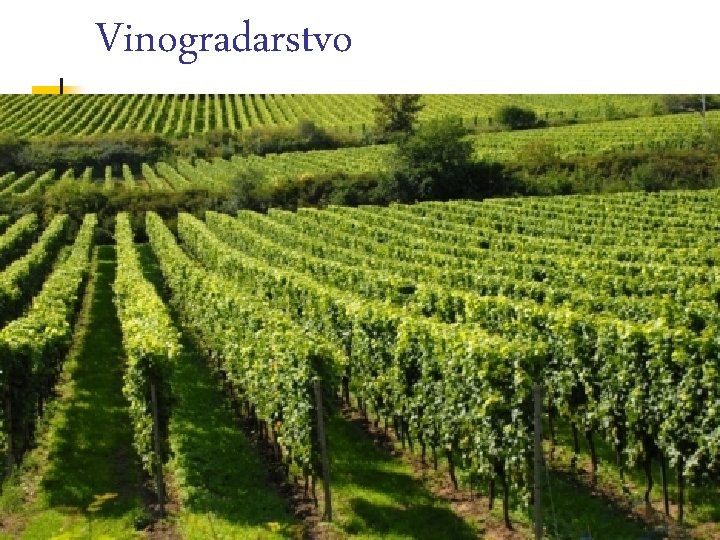 Vinogradarstvo 