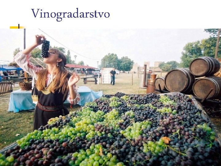 Vinogradarstvo 