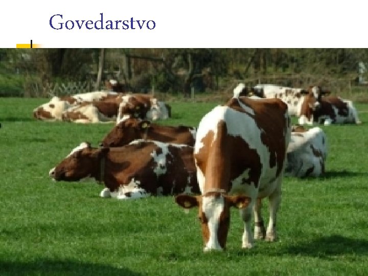 Govedarstvo 