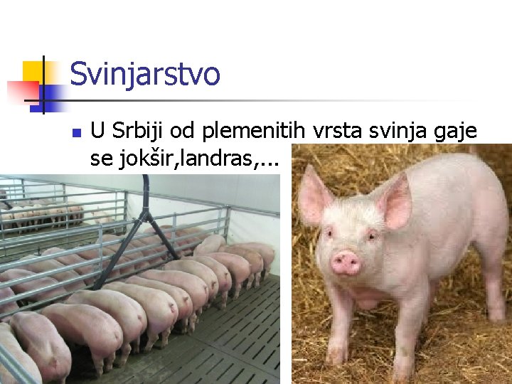 Svinjarstvo n U Srbiji od plemenitih vrsta svinja gaje se jokšir, landras, . .