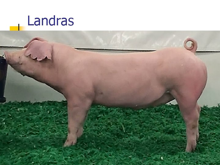 Landras 