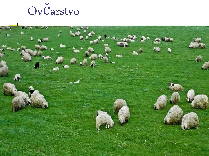 Ovčarstvo 