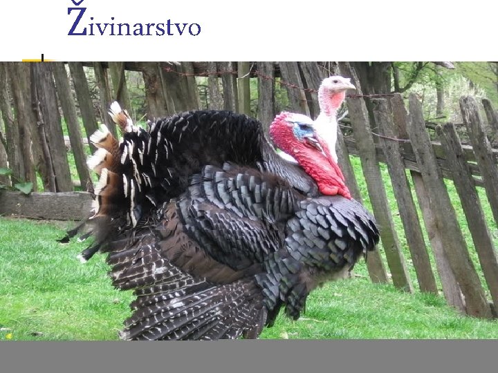 Živinarstvo 