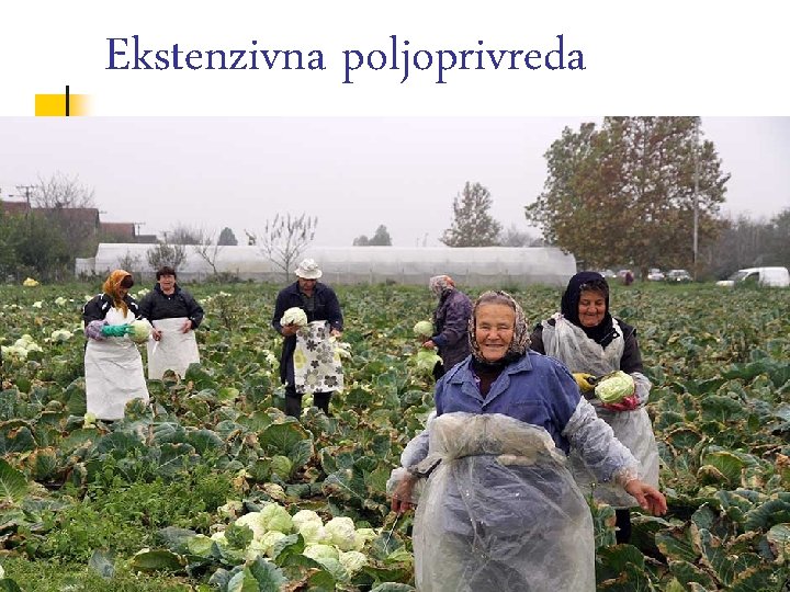 Ekstenzivna poljoprivreda 