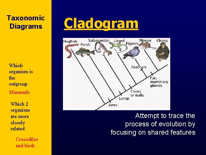 Taxonomic Diagrams Cladogram Which organism is the outgroup Mammals Which 2 organism are more