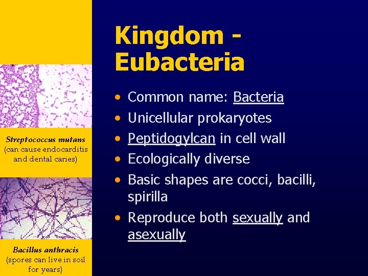 Kingdom Eubacteria Streptococcus mutans (can cause endocarditis and dental caries) Bacillus anthracis (spores can