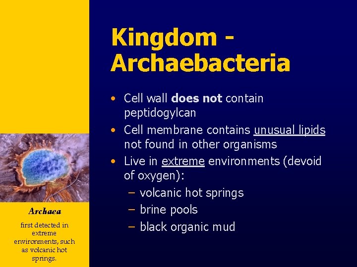 Kingdom Archaebacteria Archaea first detected in extreme environments, such as volcanic hot springs. •
