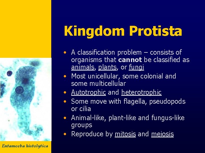 Kingdom Protista • A classification problem – consists of organisms that cannot be classified
