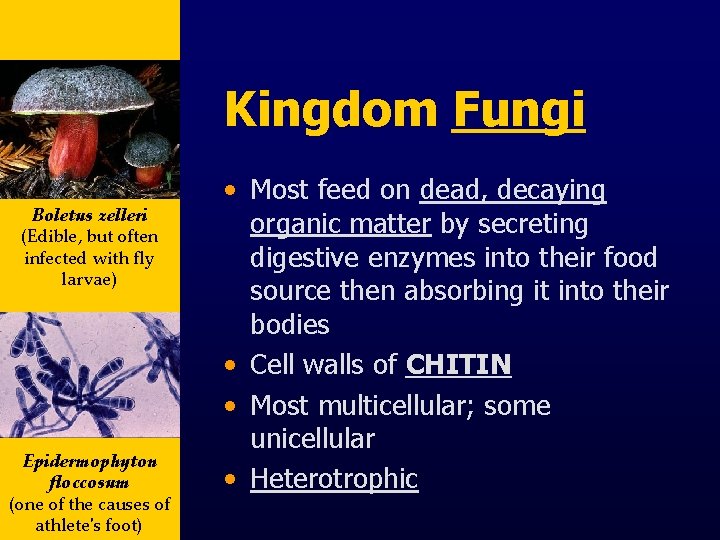 Kingdom Fungi Boletus zelleri (Edible, but often infected with fly larvae) Epidermophyton floccosum (one