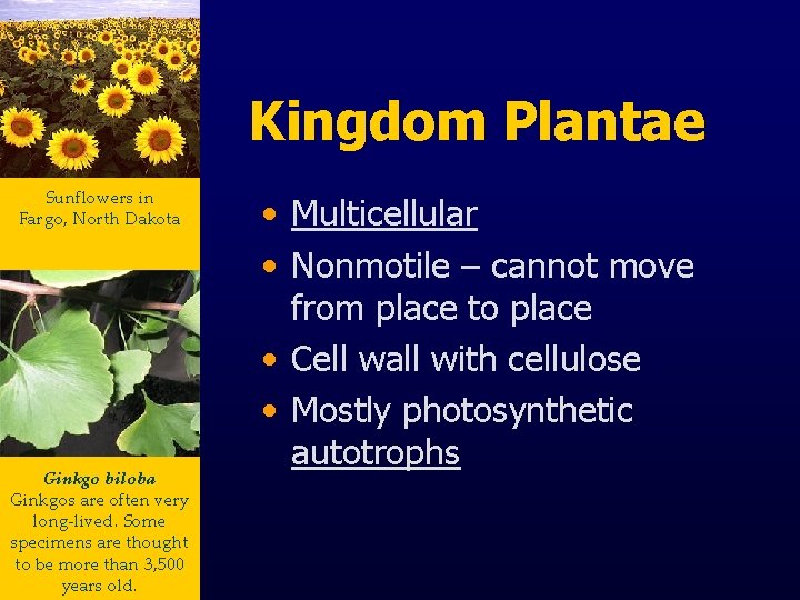 Kingdom Plantae Sunflowers in Fargo, North Dakota Ginkgo biloba Ginkgos are often very long-lived.