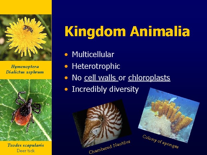 Kingdom Animalia Hymenoptera Dialictus zephrum Txodes scapularis Deer tick • • Multicellular Heterotrophic No