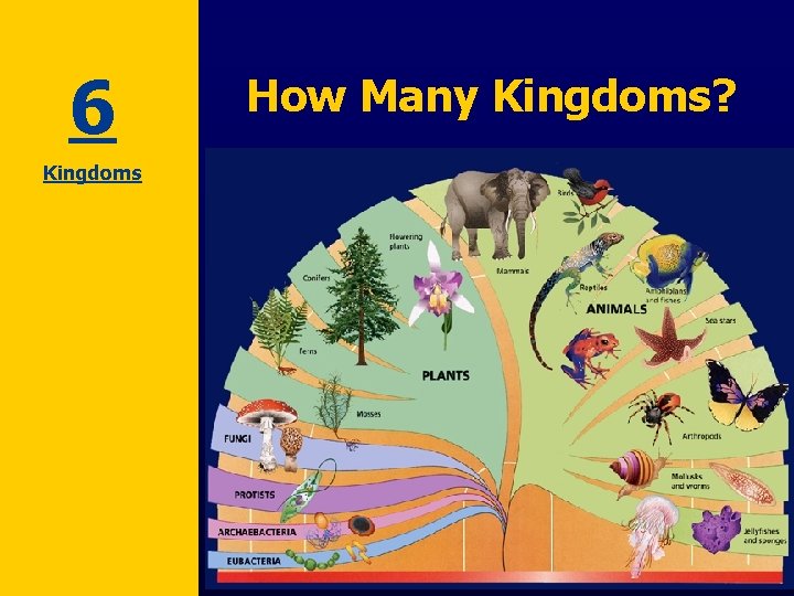 6 Kingdoms How Many Kingdoms? 