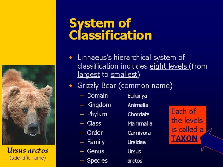 System of Classification • Linnaeus’s hierarchical system of classification includes eight levels (from largest