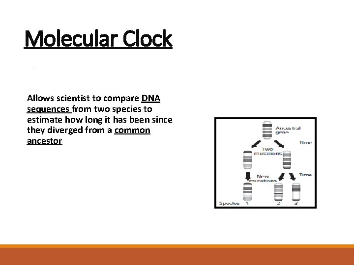 Molecular Clock Allows scientist to compare DNA sequences from two species to estimate how
