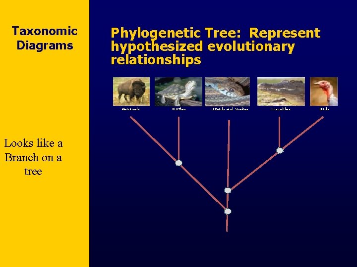 Taxonomic Diagrams Phylogenetic Tree: Represent hypothesized evolutionary relationships Mammals Looks like a Branch on