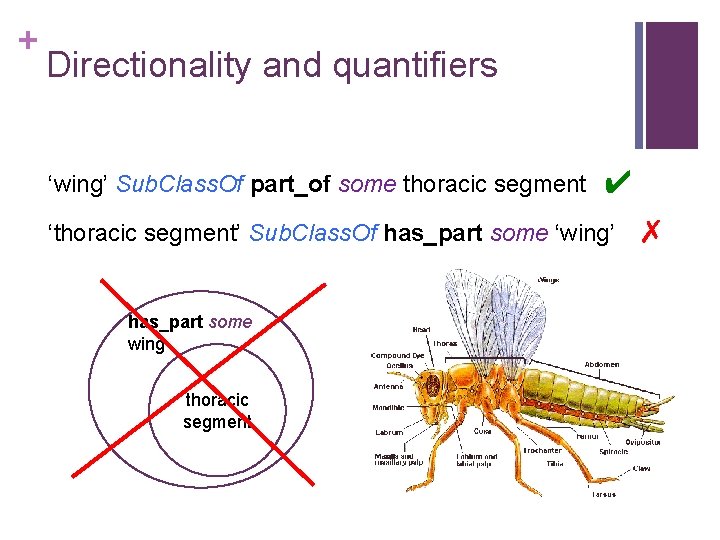 + Directionality and quantifiers ‘wing’ Sub. Class. Of part_of some thoracic segment ✔ ‘thoracic