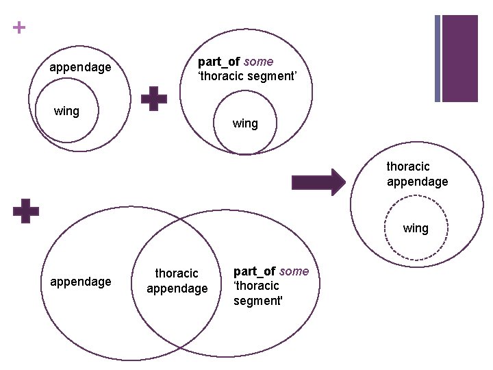 + appendage part_of some ‘thoracic segment’ wing thoracic appendage wing appendage thoracic appendage part_of