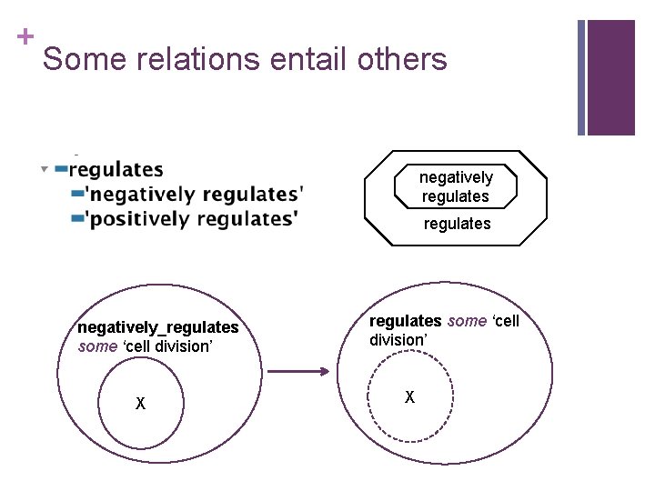 + Some relations entail others negatively regulates negatively_regulates some ‘cell division’ X 