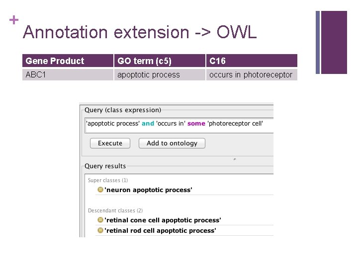 + Annotation extension -> OWL Gene Product GO term (c 5) C 16 ABC