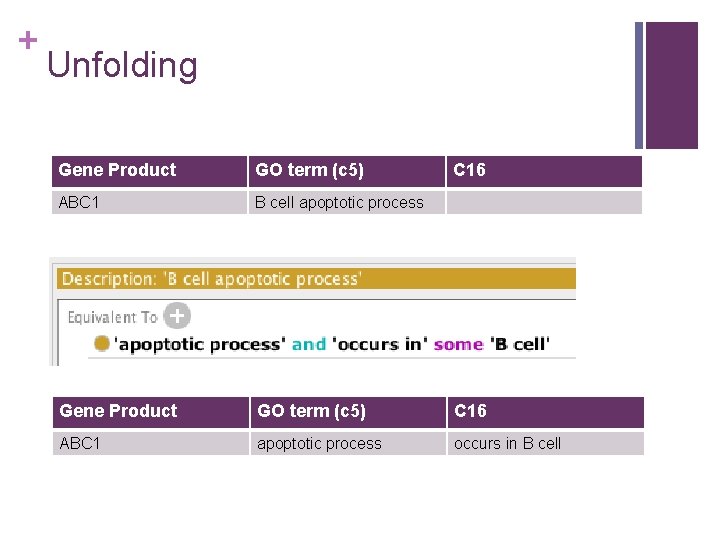 + Unfolding Gene Product GO term (c 5) C 16 ABC 1 B cell