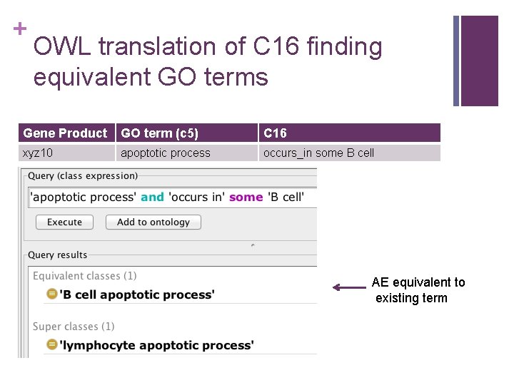 + OWL translation of C 16 finding equivalent GO terms Gene Product GO term